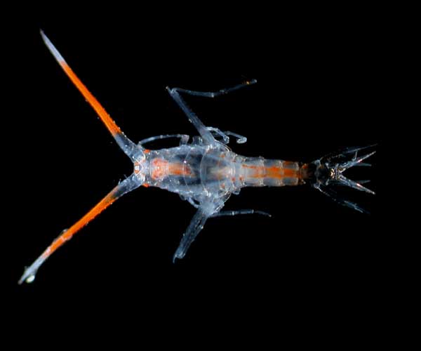 /dateien/mt33891,1216470940,pelagic amphipod